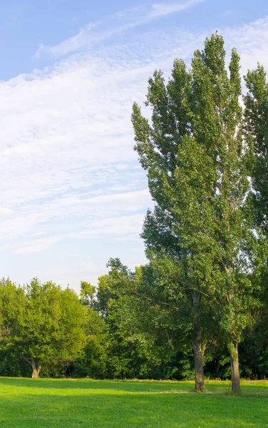 Boom in park op zonnige dag. achtergrond, natuur. Stockafbeelding