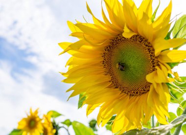 Bumblebee ayçiçeği üzerinde. doğa, yaban hayatı.