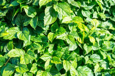 yeşil yaprakları doku. arka plan, doğa.