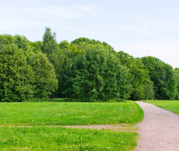 Camino al bosque. naturaleza, fondo . — Foto de Stock