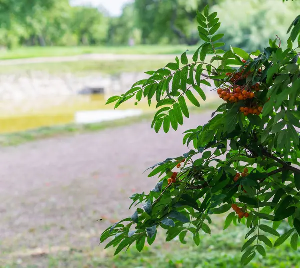 公園のナナカマド。自然の背景. — ストック写真