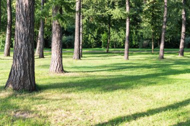 çam ağaçları parkta. arka plan, doğa.