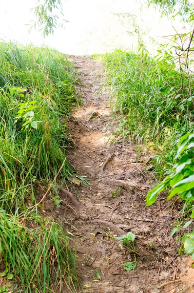 Camino hasta la colina en el parque de verano. fondo, naturaleza . — Foto de Stock