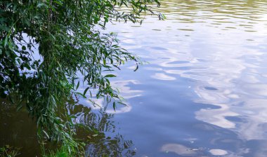 ormanda su birikintisi. arka plan, doğa.