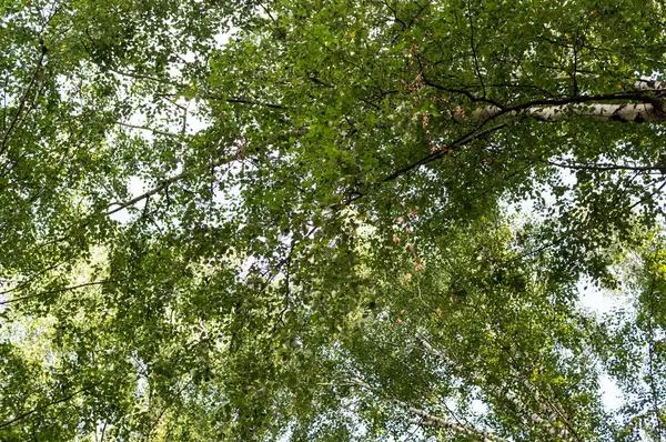 Coronas de árboles en el bosque. naturaleza, fondo . — Foto de Stock