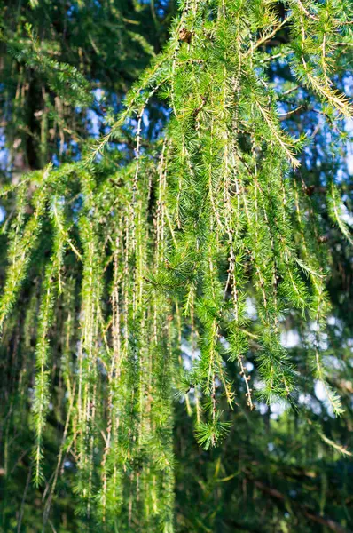 Branches d'épinette dans la forêt. arrière-plan, nature . — Photo