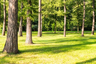 çam ağaçları parkta. arka plan, doğa.