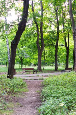 tezgah yaz parkta. arka plan, doğa.