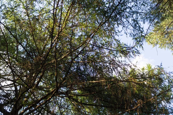Coronas de árboles en el bosque. naturaleza, fondo . — Foto de Stock