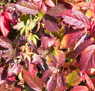 Kırmızı sonbahar, sonbahar yaprakları. arka plan, doku.