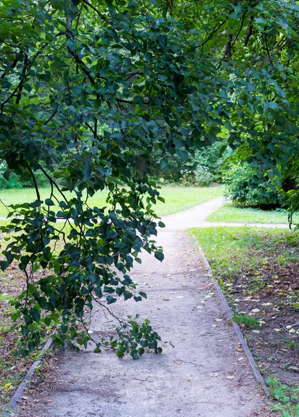 Caminho no parque de verão. fundo, natureza . — Fotografia de Stock