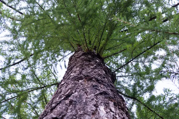 Tronco de árbol con corona en el bosque. naturaleza, fondo . — Foto de Stock