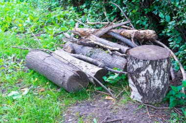 ağaç çimlere günlüğe kaydeder. arka plan, doğa.