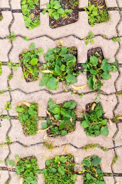 blok kaldırım delik yeşil çim. arka plan, desen