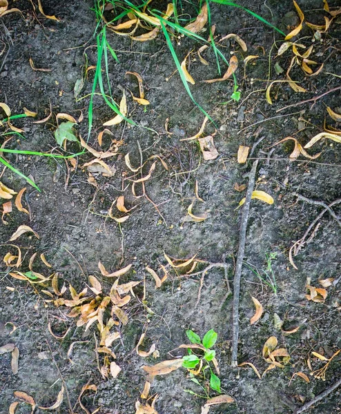 Herfst grond met zaden. achtergrond, textuur. — Stockfoto