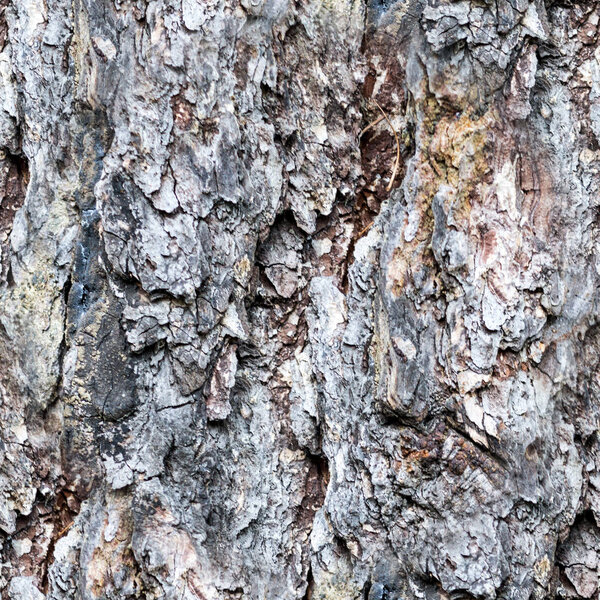 bark texture of a pine trunk. closeup, texture, background.