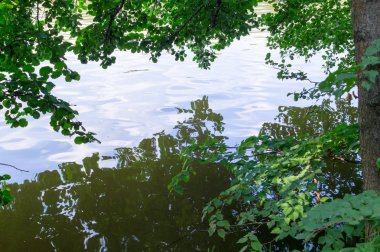 ormanda su birikintisi. arka plan, doğa.