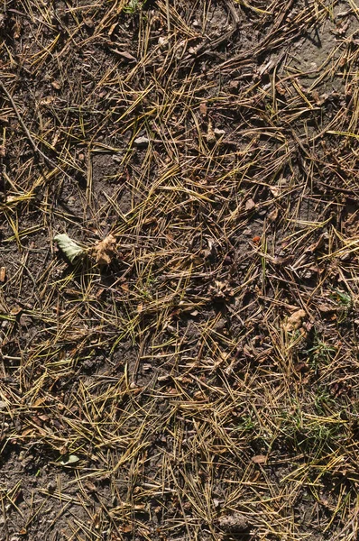 Agujas de abeto en el suelo en otoño. fondo, textura . — Foto de Stock