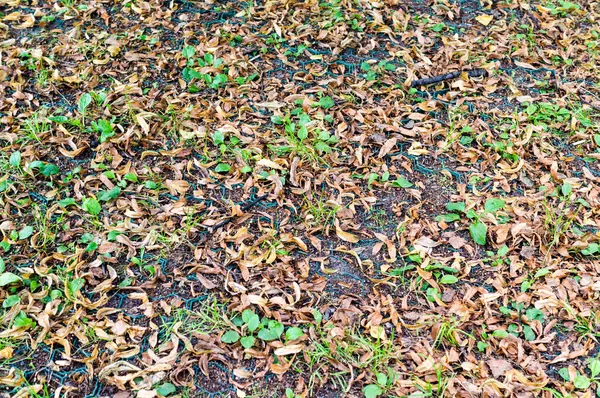 Осенний грунт с семенами. фон, текстура . — стоковое фото