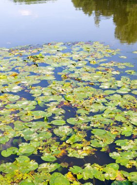 Nilüfer orman su birikintisi içinde bırakır. arka plan, doğa.