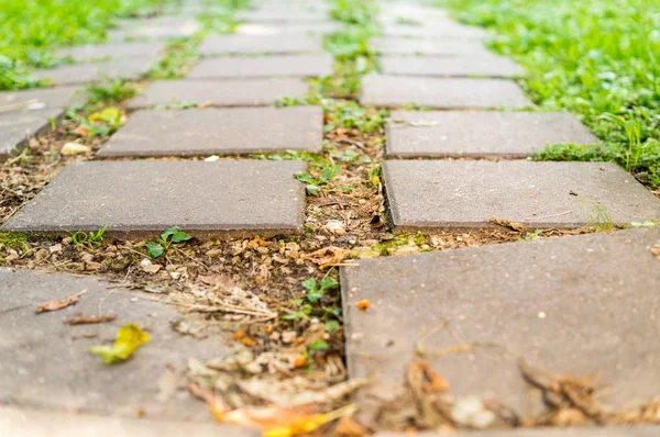 kaldırım çim ile döşenmiş. arka plan.