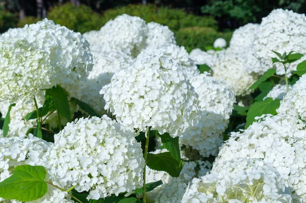 Белые цветы гортензии. фон, природа . — стоковое фото