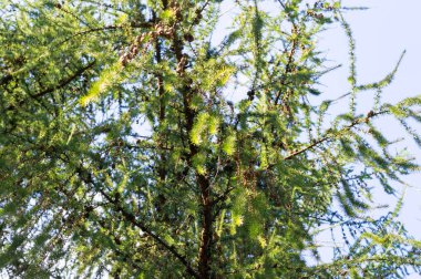 ormandaki çam dalları. arka plan, doğa.