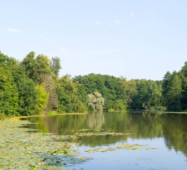 ormanda su birikintisi. arka plan, doğa.