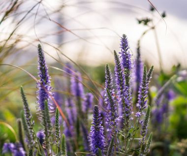 Yaz aylarında menekşe çiçek. arka plan, doğa.