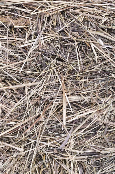 Dry hay or straw texture, background. — Stock Photo, Image