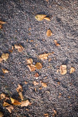 sonbahar yaprakları ile kumlu taş zemin. arka plan, doku.