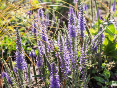 Yaz aylarında menekşe çiçek. arka plan, doğa.