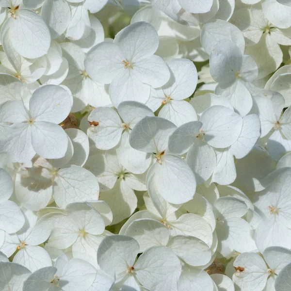 Цветки белой гиалурогеи. фон, природа . — стоковое фото
