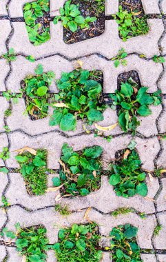 Yeşil otlar blok kaldırım delik. arka plan, desen