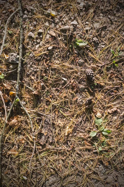 Agujas de abeto en el suelo en otoño. fondo, textura . — Foto de Stock