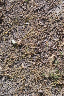 Köknar ağacı iğneler yere sonbahar. arka plan, doku.