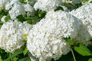 Beyaz ortanca çiçek. arka plan, doğa.