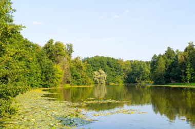 ormanda su birikintisi. arka plan, doğa.