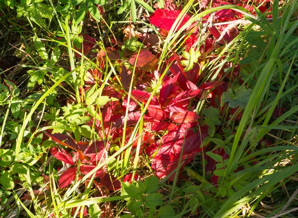 Feuilles rouges à l'automne, automne. fond, texture . — Photo
