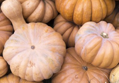 kabaklar sonbaharda hasat festivali. adam, sebze.