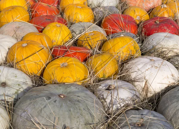 Högen av olika pumpor på skördefest. bakgrund, grönsaker. — Stockfoto