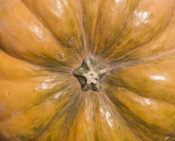 pumpkin at autumn harvest festival. background, vegetables