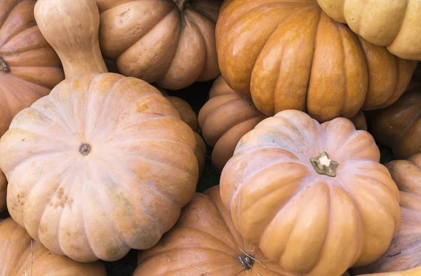 pumpkins at autumn harvest festival. backgroun, vegetables.