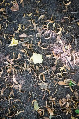 yaprak ve tohum ile sonbahar yere. backgorund, doku.