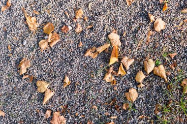 gri kumlu toprak taş sonbahar yaprakları ile. arka plan, doku.