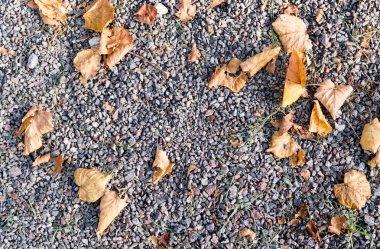 gri kumlu toprak taş sonbahar yaprakları ile. arka plan, doku.