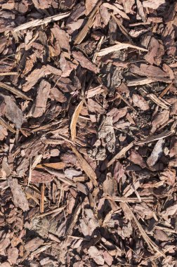 ahşap yongaları malç zemin doku. arka plan.