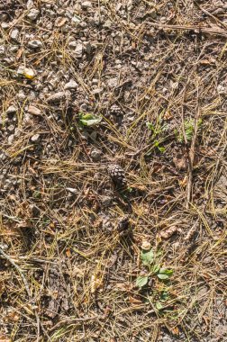 sonbahar toprak toprağa iğne falan batmazdı köknar ağacı. arka plan, doku.