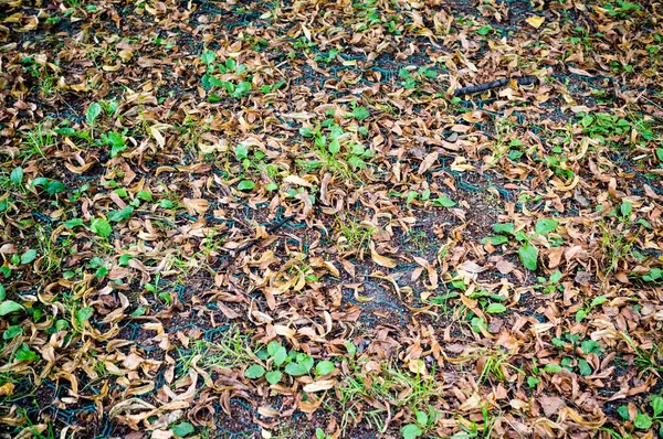 葉と種を持つ秋の地面 テクスチャ — ストック写真