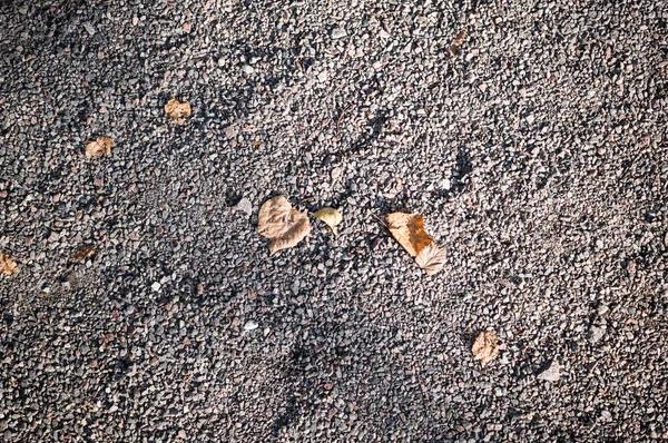 Gray Sandy Stone Ground Autumn Leaves Background Texture — Stock Photo, Image
